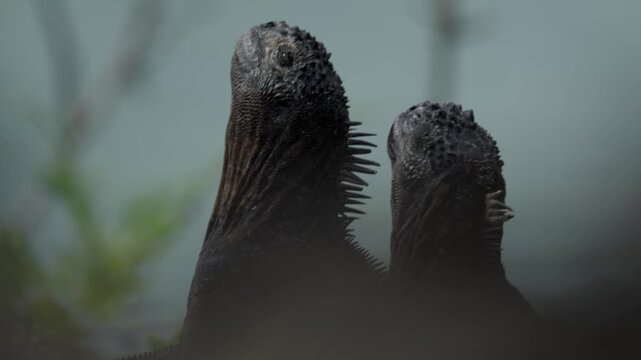 Two marine iguanas posing together in the unique galapagos islands wildlife habitat