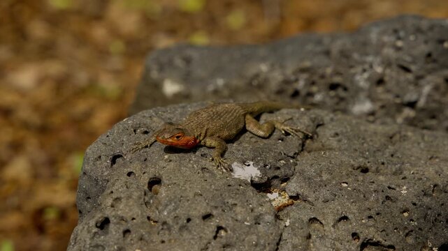 Small galapagos lava lizard flicking its tongue out while resting on a volcanic rock in slow motion