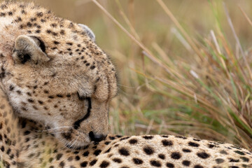 Close portrait of a cheetah's spotted head resting in dry grass. Masai Mara National Reserve Kenya. © TheStorygrapher