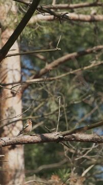 Eurasian Chaffinch, Common Chaffinch, Or Simply Chaffinch Fringilla Coelebs