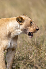 A lioness stands in profile in dry grass with her mouth. Masai Mara National Reserve Kenya. © TheStorygrapher
