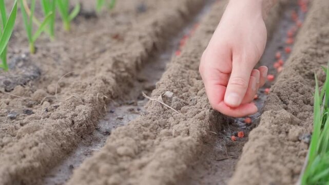 Male hand sowing pea seeds into prepared garden bed close-up 