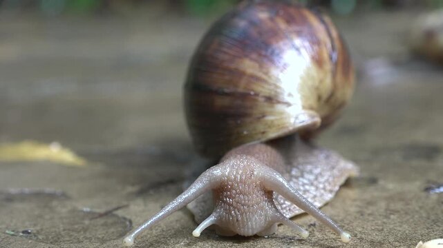 A large snail is traveling slowly on a stone surface surrounded by grass and plants. The garden is bright and green, showing sunlight and natural elements.