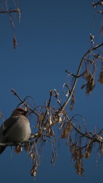 Wild Bohemian Waxwing Bombycilla garrulus perched on a tree branch against a blue sky