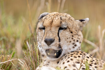 A close-up portrait of a cheetah with its mouth open resting. Masai Mara National Reserve Kenya. © TheStorygrapher