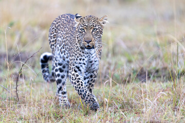 Fototapeta premium A leopard walks straight toward the camera through short grass staring. Masai Mara National Reserve Kenya.