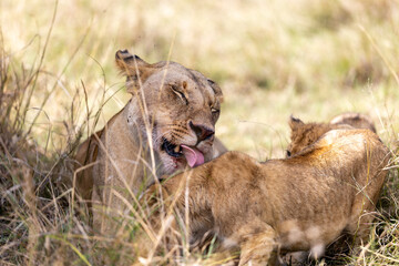 A lioness licks her cub with eyes closed as it presses. Masai Mara National Reserve Kenya. © TheStorygrapher