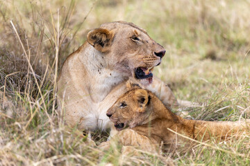 A lioness rests in dry grass with her cub lying against her chest both. Masai Mara National Reserve Kenya. © TheStorygrapher