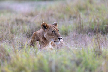 A lioness rests in tall grass with her cub tucked at her side. Masai Mara National Reserve Kenya. © theStorygrapher