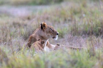 A lioness lies in tall grass gazing off into the distance. Masai Mara National Reserve Kenya. © TheStorygrapher