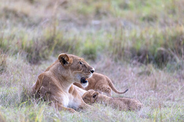 A lioness lies in long grass in soft dusk light with two cubs resting. Masai Mara National Reserve Kenya. © TheStorygrapher