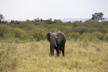 An African elephant walks toward the camera across the grassland. Masai Mara National Reserve Kenya. © TheStorygrapher