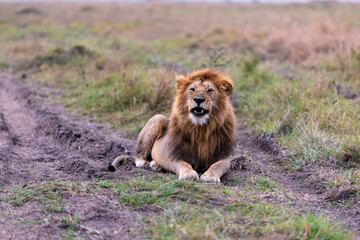 A maned male lion rests on a bare track at dawn on the plains. Masai Mara National Reserve Kenya. © TheStorygrapher