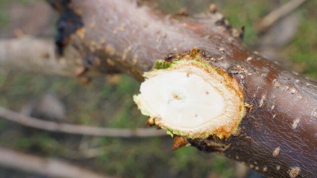 Cutting tree branch with electric pruner close-up 