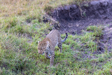 A leopard walks down a grassy earthen bank. Masai Mara National Reserve Kenya. © theStorygrapher