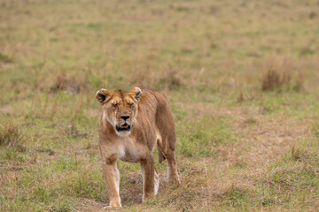 A lioness walks directly toward the camera across open green grassland. Masai Mara National Reserve Kenya. © TheStorygrapher