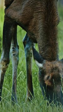 elk Grazing in Green Field Surrounded by Lush Trees