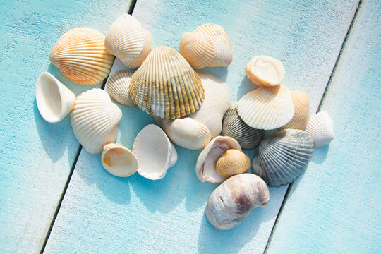 Collection of various seashells on light blue deck
