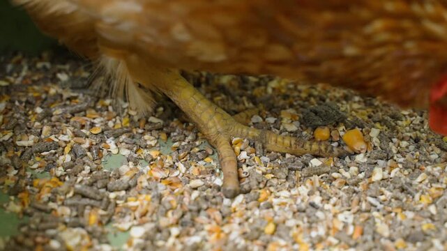 Chicken feet close-up while hen eats feed 