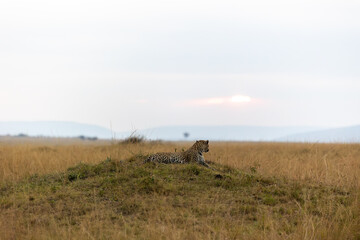 Leopard lying on a low grassy mound on a wide open plain as the sun. Masai Mara National Reserve Kenya. © TheStorygrapher