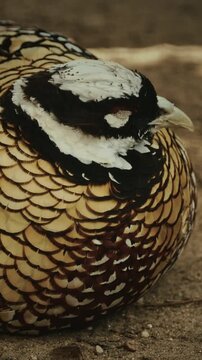 Reeves's pheasant sleeping in yard. Syrmaticus reevesii is a large pheasant within the