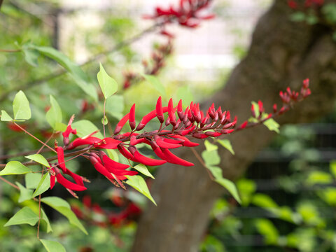 赤色の花を咲かせるサンゴシトウ