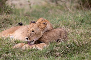 A lioness rests in the grass as her cub nuzzles. Masai Mara National Reserve Kenya. © TheStorygrapher
