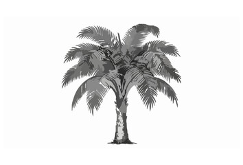 Fototapeta premium Classic Tropical Palm Tree Hand Drawn Botanical Vector Art Isolated on White