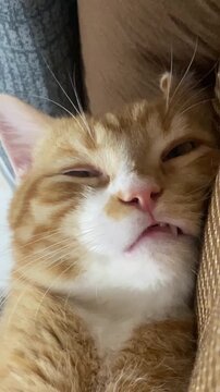 A close-up of an orange and white tabby cat making a sleepy or funny face.