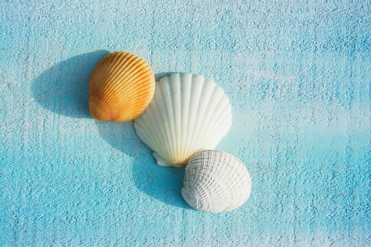 Three various seashells on light blue deck
