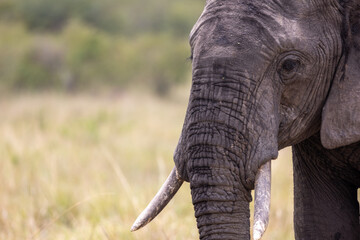 A close-up of an African elephant's head and tusk showing wrinkled. Masai Mara National Reserve Kenya. © TheStorygrapher