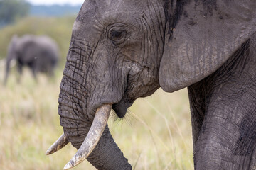 A close-up profile of an African elephant's head and tusks. Masai Mara National Reserve Kenya. © TheStorygrapher