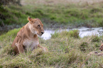 A lioness sits on a grassy bank beside a stream. Masai Mara National Reserve Kenya. © TheStorygrapher