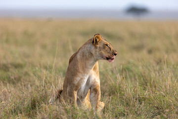 A lioness sits upright in dry grass on the wide plains. Masai Mara National Reserve Kenya. © TheStorygrapher