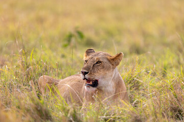 A lioness lies half-hidden in tall grass with her mouth. Masai Mara National Reserve Kenya. © theStorygrapher