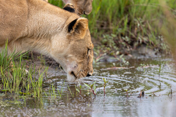 A lioness drinks from a still marsh pool bordered by green grass. Masai Mara National Reserve Kenya. © TheStorygrapher