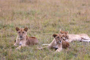 A group of young lion cubs rest together in the grassland. Masai Mara National Reserve Kenya. © TheStorygrapher