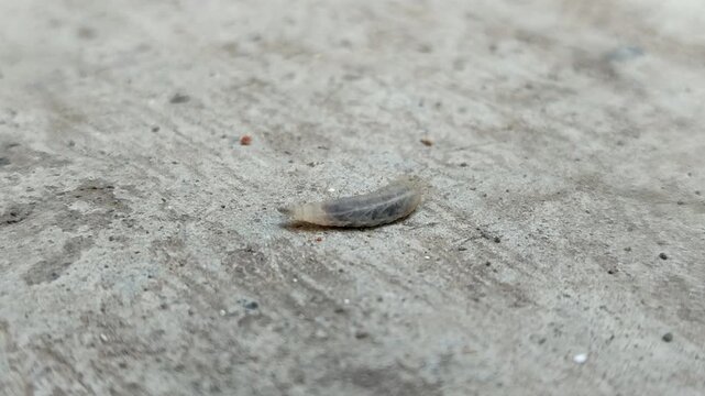 fly maggots and larvae crawling on a concrete surface