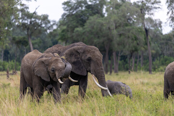 Fototapeta premium A small herd of African elephants with a calf moves through lush. Masai Mara National Reserve Kenya.