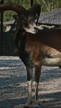 A solitary goat exploring its surroundings in the field