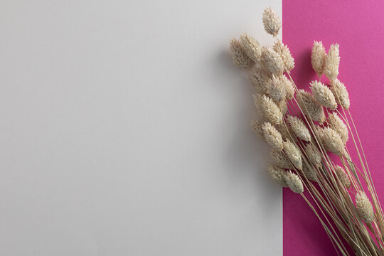 Dried lagurus grass creating a minimalist design on white and magenta background