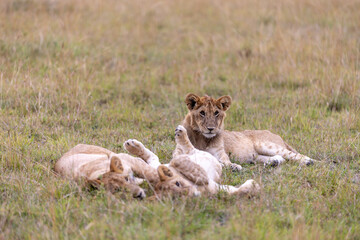 Lion cubs rest together in the grass one sitting up alert among. Masai Mara National Reserve Kenya. © TheStorygrapher