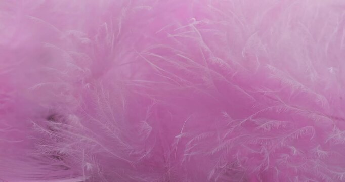 Pink feathers macro texture. Soft fluffy pink feathers with delicate fibers, smooth gentle movement. Ideal for beauty, fashion and dreamy backgrounds.