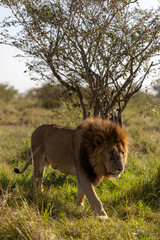 A maned male lion walks through green grass past a small tree. Masai Mara National Reserve Kenya. © theStorygrapher