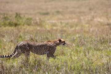 Cheetah walks head-low through open grassland scanning the plains. Masai Mara National Reserve Kenya. © TheStorygrapher