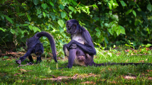 Adult Geoffroy's spider monkey sits on green grass while its baby explores nearby, surrounded by lush tropical foliage in a calm wildlife scene.