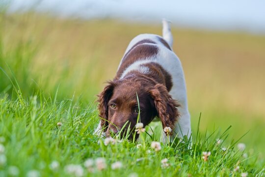 A cute puppy of a  Small M&uuml;nsterl&auml;nder walks in the grass. . Closeup portrait of a cute pupy of a small munsterlander dog Closeup portrait of a cute pupy of a small munsterlander dog