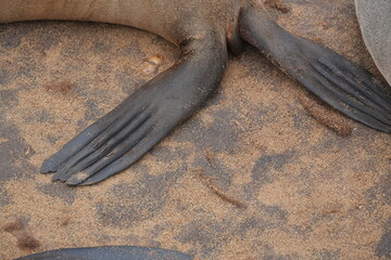 Cape fur seal flippers resting on sandy beach at Cape Cross Seal Reserve, Namibia © M'Abeele