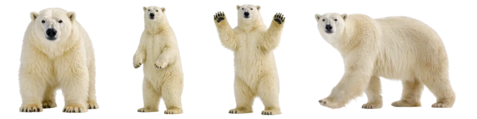 Polar bear poses set isolated PNG, white arctic bears standing walking and waving on transparent background, wild animals collection photo © Bright Stock