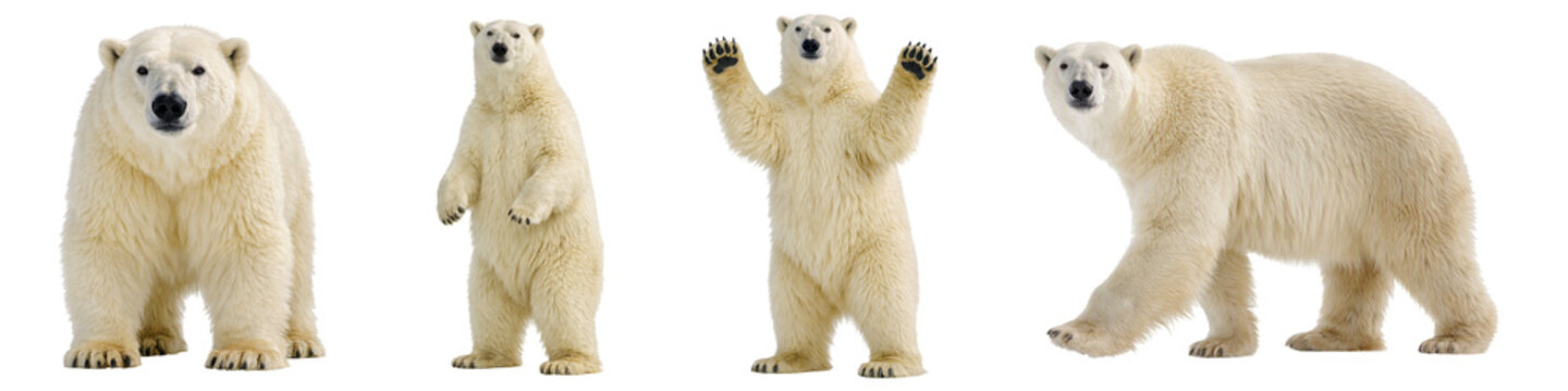 Polar bear poses set isolated PNG, white arctic bears standing walking and waving on transparent background, wild animals collection photo